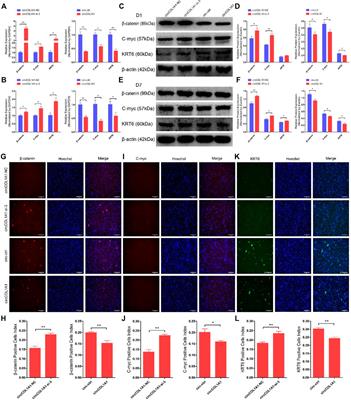 The Circular RNA CircCOL1A1 Functions as a miR-149-5p Sponge to Regulate the Formation of Superior-Quality Brush Hair via the CMTM3/AR Axis